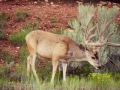 Grand Canyon Deer