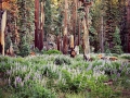 Yosemite Creek Campground