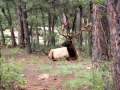 Elk