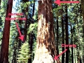 tree-size-comparison-final