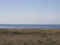 antelope-on-the-island