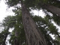 redwood-snp-1