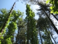 Tall Trees