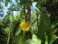 Tulip Tree Knobstone Trail