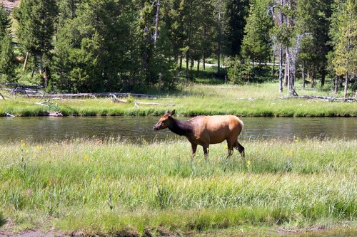 Yellowstone Elk