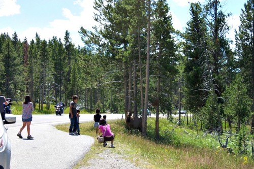 Elk in Yellowstone