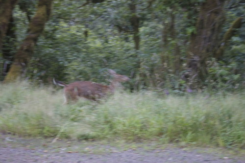 Bigfoot Deer