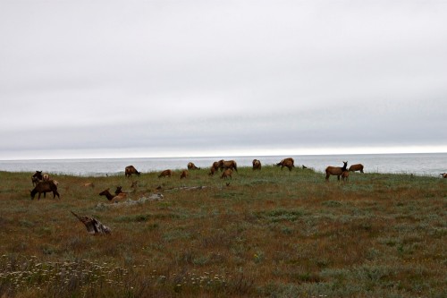 Elk