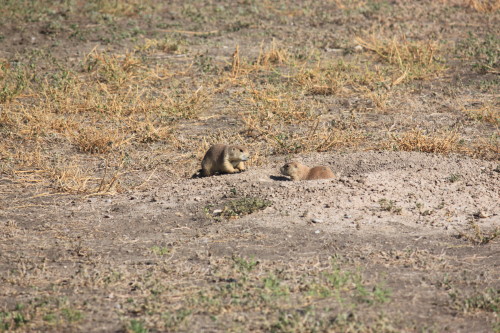 Prairie Dog