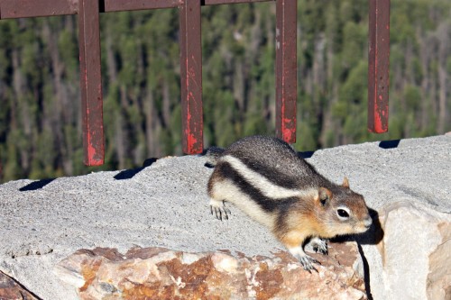 chipmunk