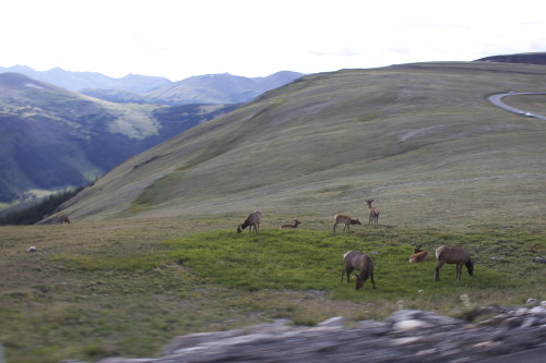 Elk in Rockies