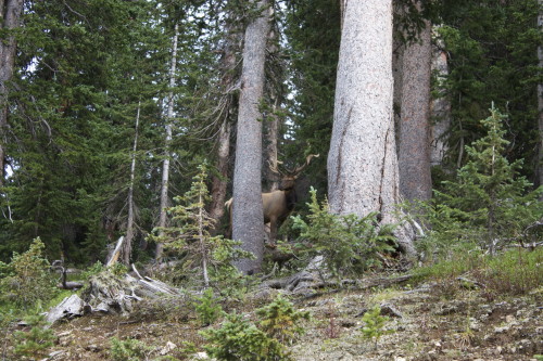 elk