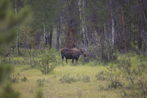 moose humming john denver