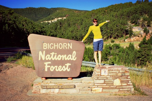 Bighorn forest 