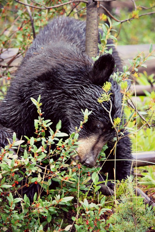 Yellowstone black bear