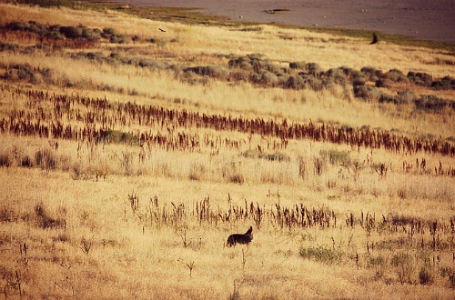 Antelope Island