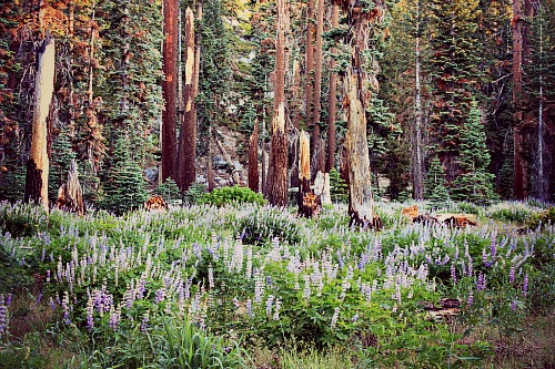 Yosemite Creek