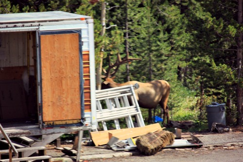 Yellowstone Elk