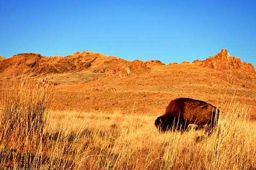 Day 6: From Antelope Island to Yosemite National Park