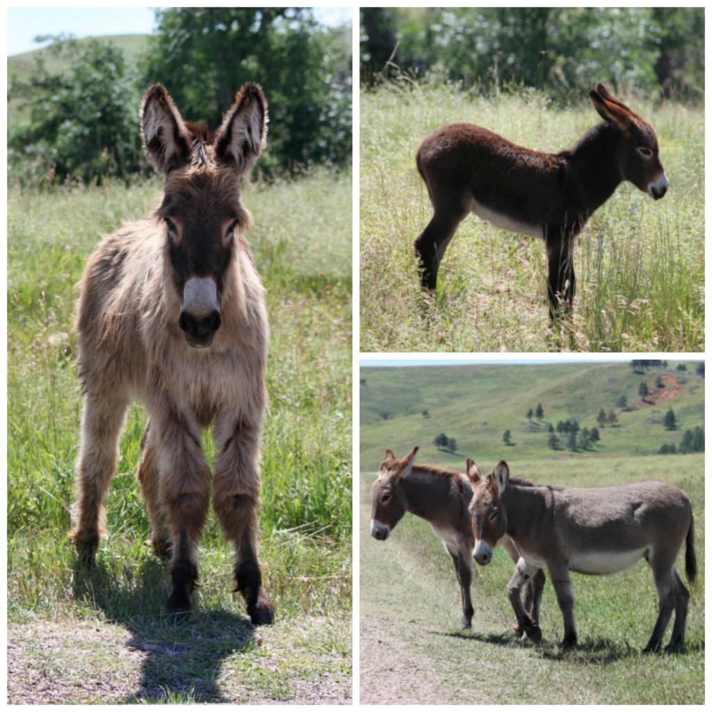 burro collage