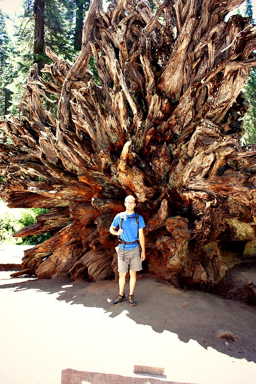 Mariposa grove