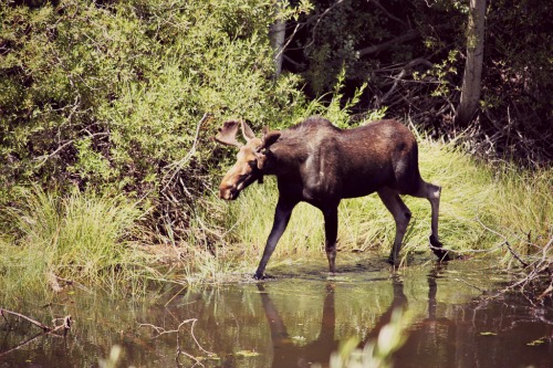 moose 