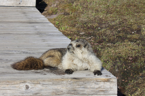 Marmot