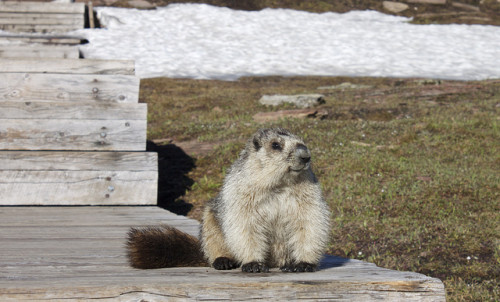 Glacier Marmot