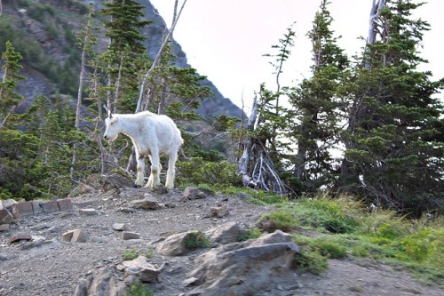 Glacier National Park