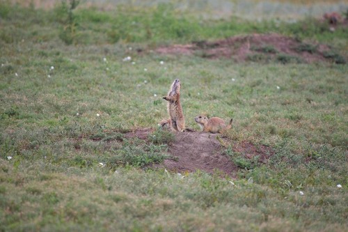 badlands national park prairie dogs