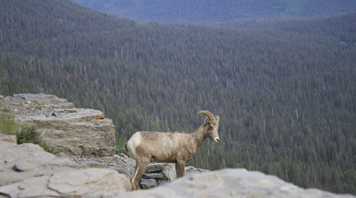 Bighorn sheep