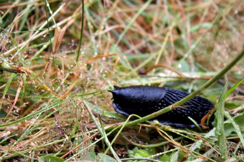 slug