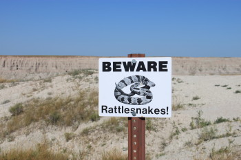 Badlands Rattlesnakes