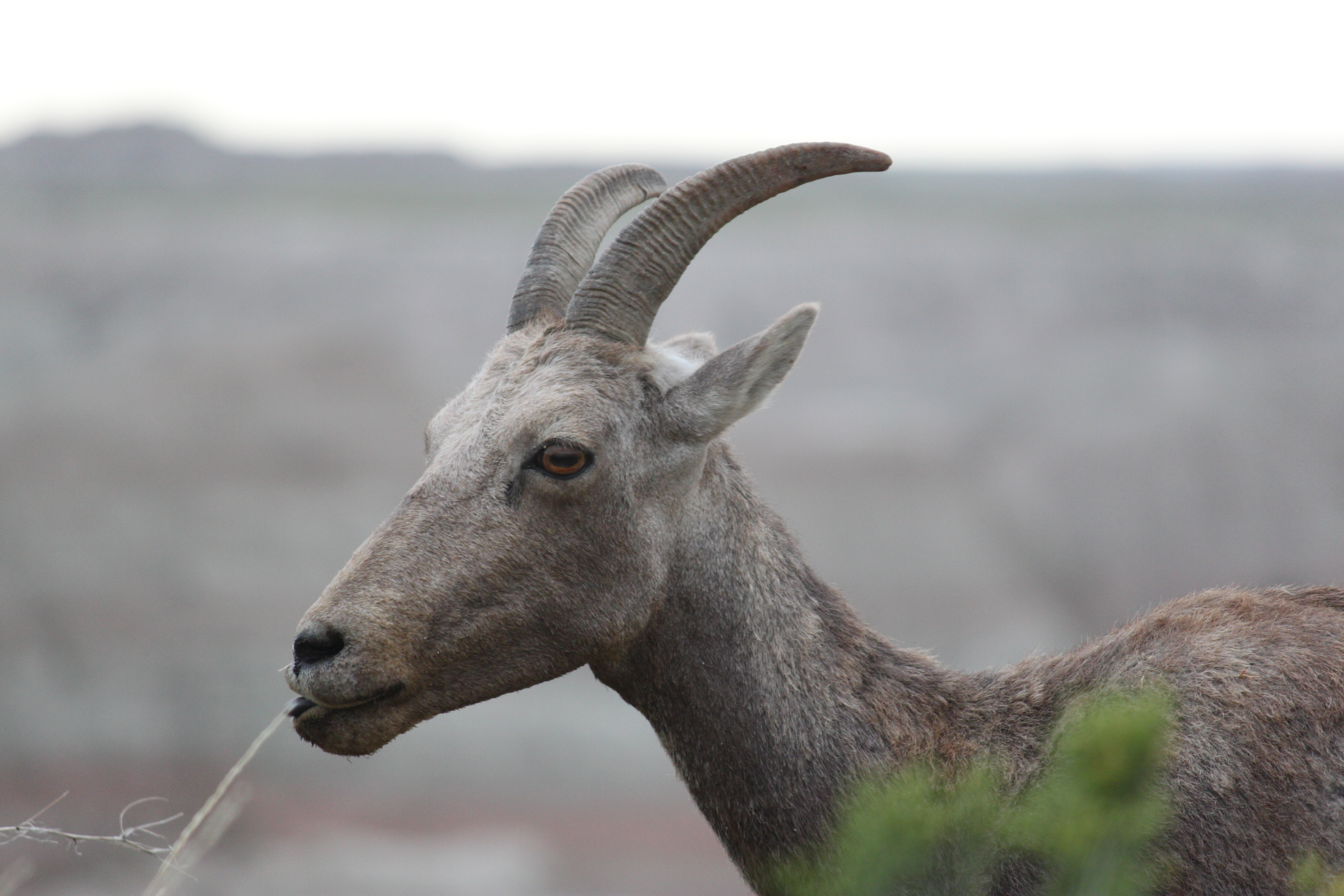 Bighorn sheep in badlands