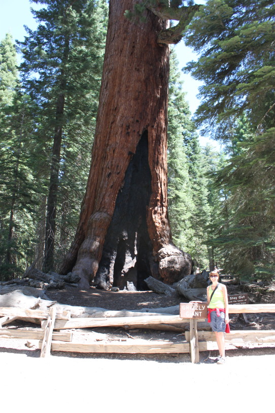 Grizzly Giant Tree