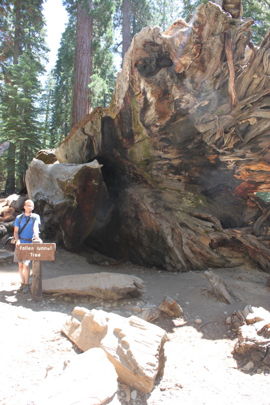 Fallen tunnel tree