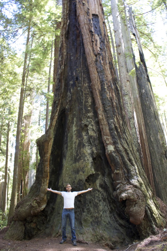 Redwood tree