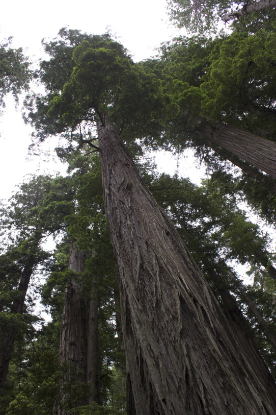 Coastal Redwoods