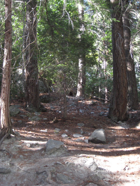 yosemite bear