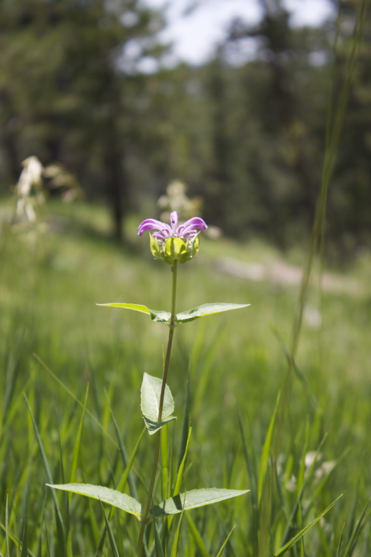 jewel cave flowers