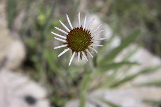 coneflower