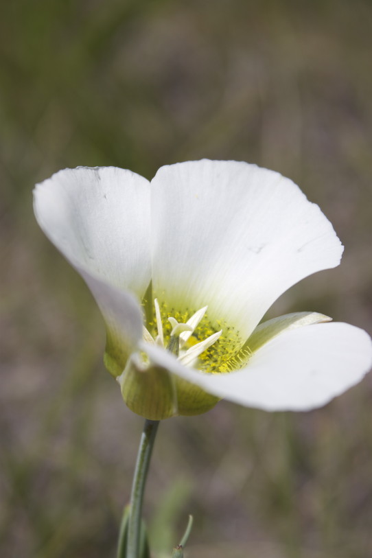 Jewel cave wildflowers