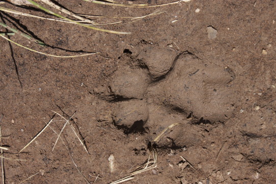 animal track