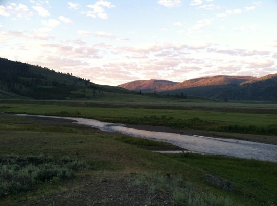 lamar valley wolfpack