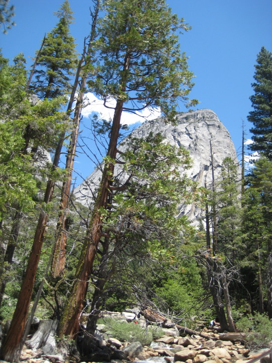 trees on john muir trail