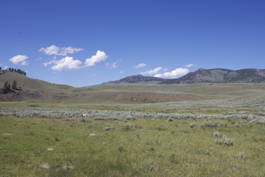 Antelope in Yellowstone