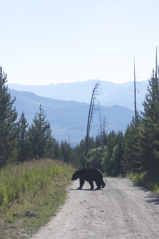 Black Bear Yellowstone