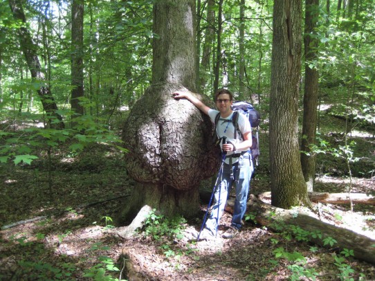 butt tree