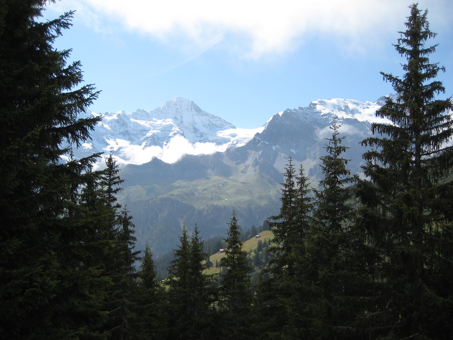 Mountains and Swiss Alpine Cows: My Hike from Gimmelwald to Schilthorn